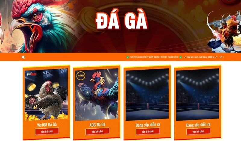 Theo dõi các trận đá gà đỉnh cao và đặt cược trên GK88