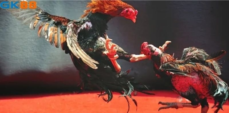 Có khá nhiều thể loại đá gà trực tiếp hấp dẫn trên GK88